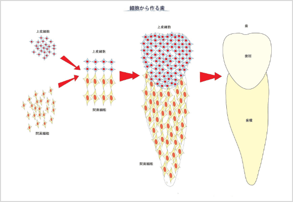 細胞から歯はどのように作られるのか