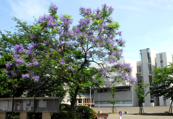 キャンパスの花だより