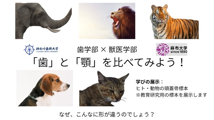 神奈川歯科大学×麻布大学 コラボ企画